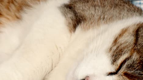 cerca de un gato doméstico durmiendo bendito cerca de una almohada