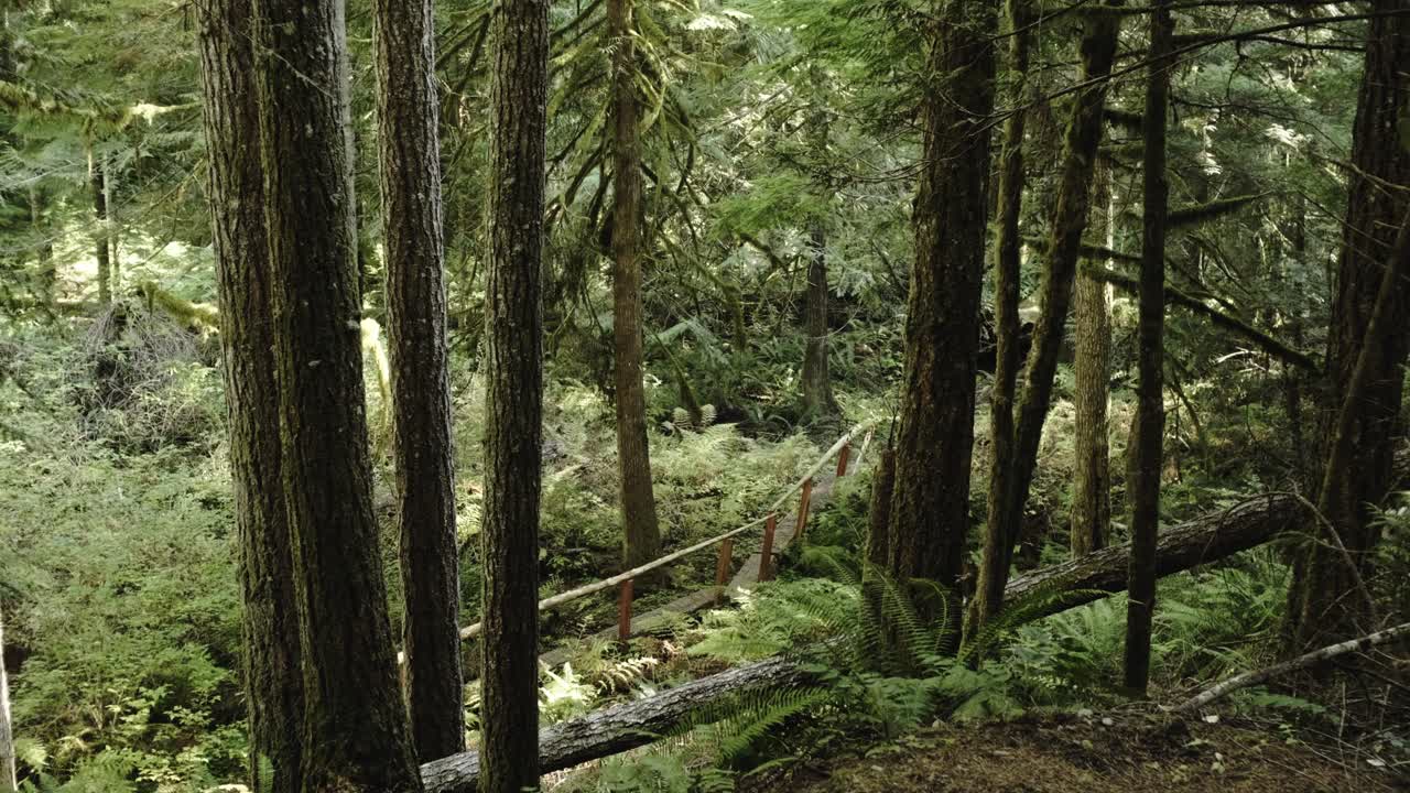 Lenta ripresa in avanti con gimbal di un sentiero escursionistico attraverso enormi alberi sempreverdi e felci nel nord-ovest.