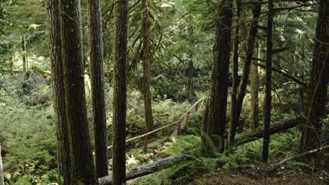 Slow-push-in-gimbal-shot-of-a-hiking-trail-through-huge-evergreen-trees-and-ferns-in-the-northwest