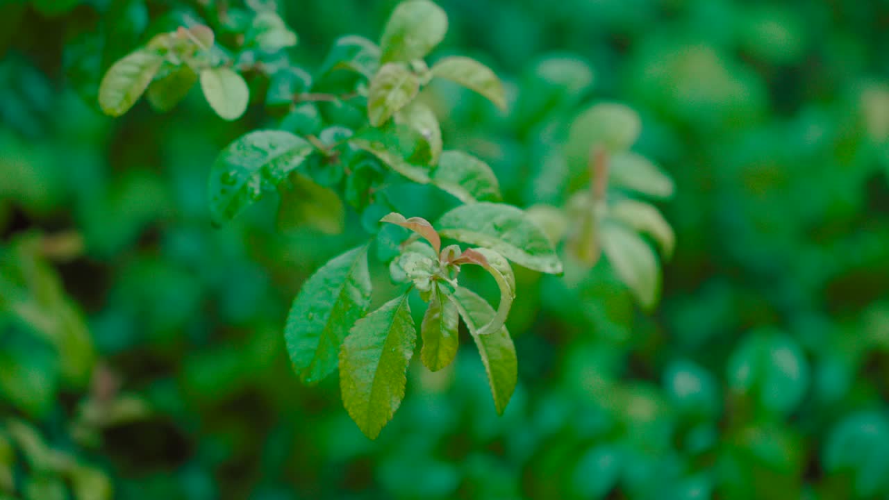 gotas de agua caen sobre la naturaleza en la fría mañana del primer plano de hojas verdes de otoño
