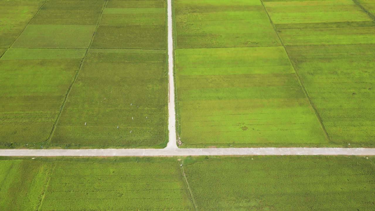 Slow cinematic tilt up over rural ripe rice fields with paths
