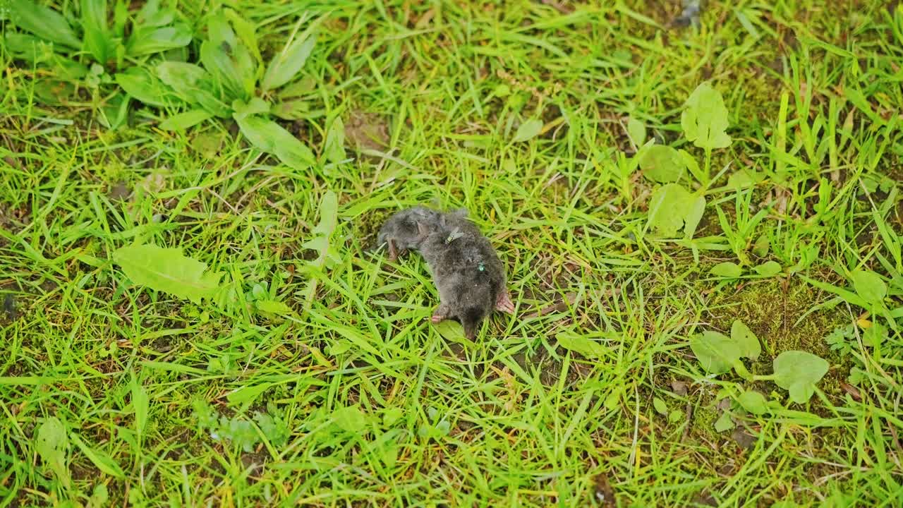 Small dead mole rests on dewy grass, a silent scene in wild countryside, Latvia