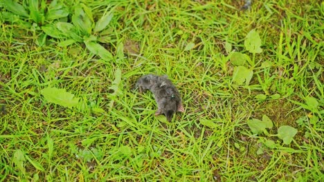 small dead mole rests on dewy grass, a silent scene in wild countryside, latvia