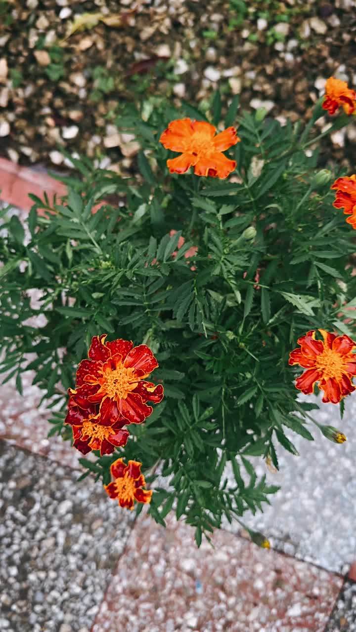Close-up of Marigold Flowers in a Pot