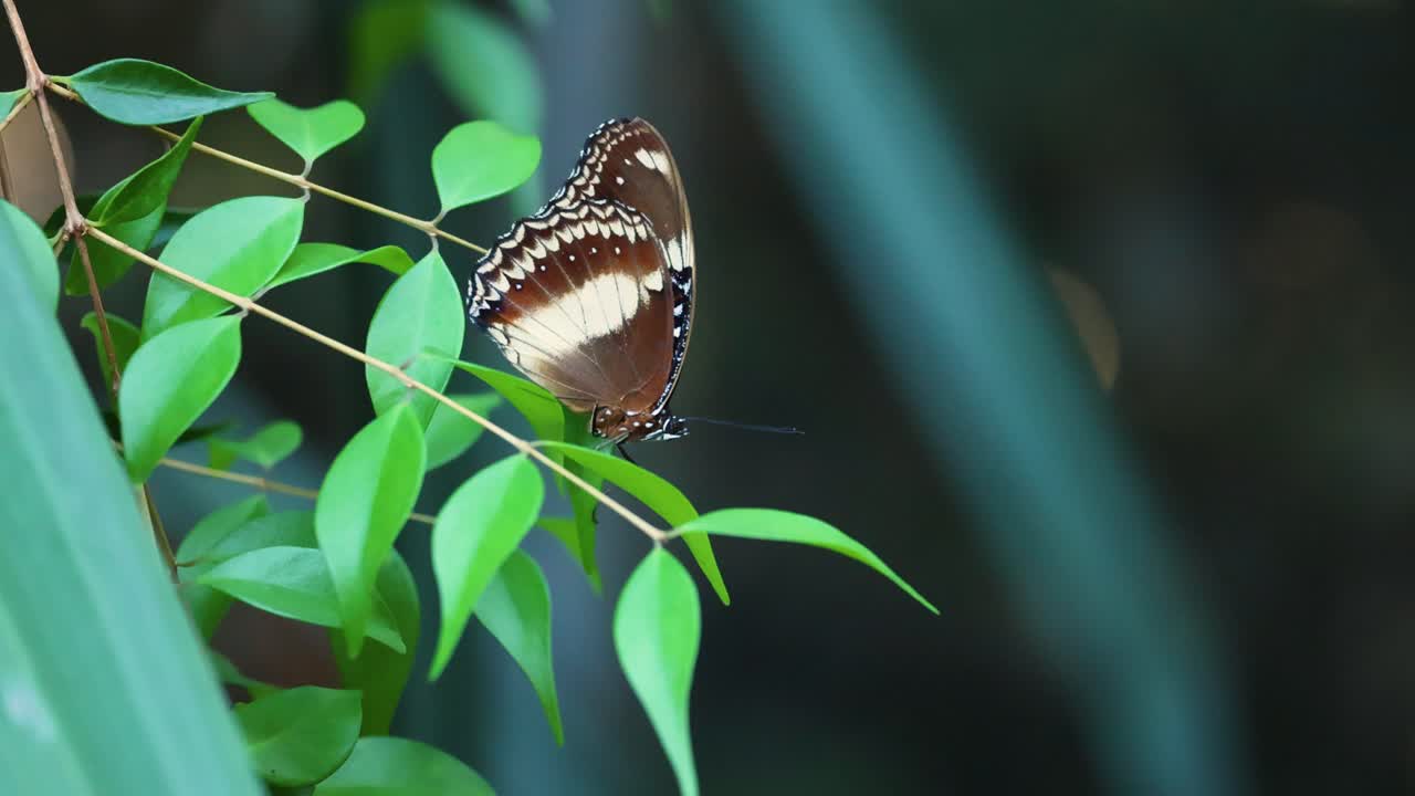 Farfalla che riposa su foglie verdi, Zoo di Melbourne