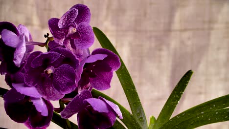 4k-Hermosa-Orquídea-Morada-Fresca,-Primer-Plano