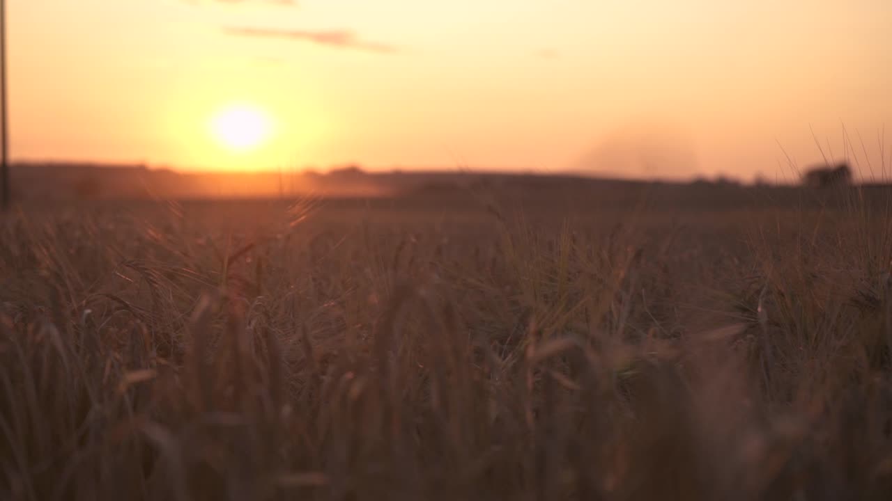 a close-up shot of a field of barley in the sunset. a breeze of wind gently strikes over the beautiful ears of barley