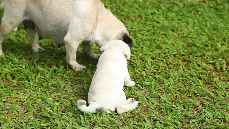 pug mother and puppy playing in the grass