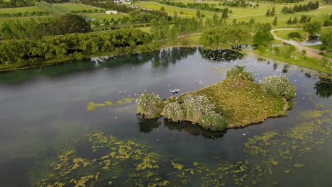 dolly out of a flock of great white egrets resting on treetops and flying around an islet in the middle of a pond with green fields and farmlands in background