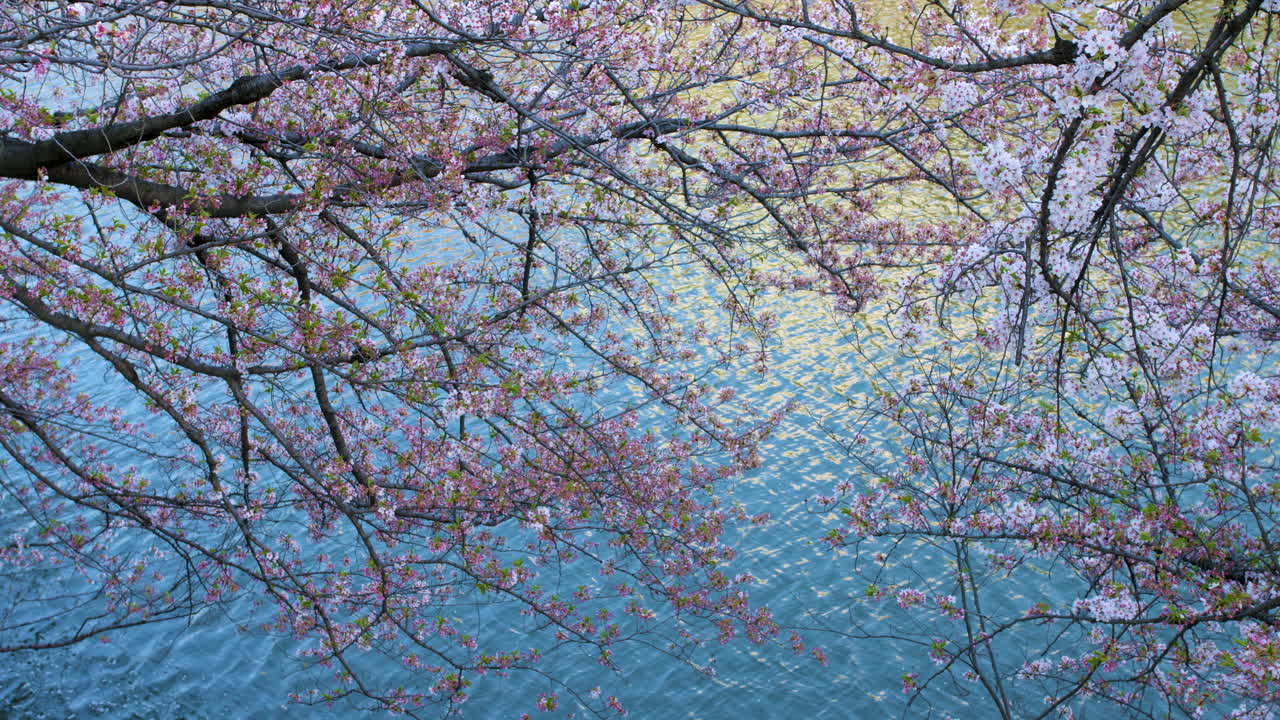 Japanese cherry blossoms sway gently in front of a blue river reflecting the sun