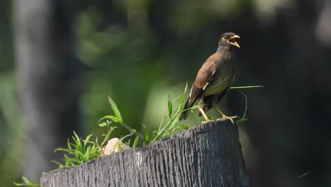 common myna standing - waiting for joy