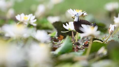 closeup shot of pheasant tailed jacana in morning