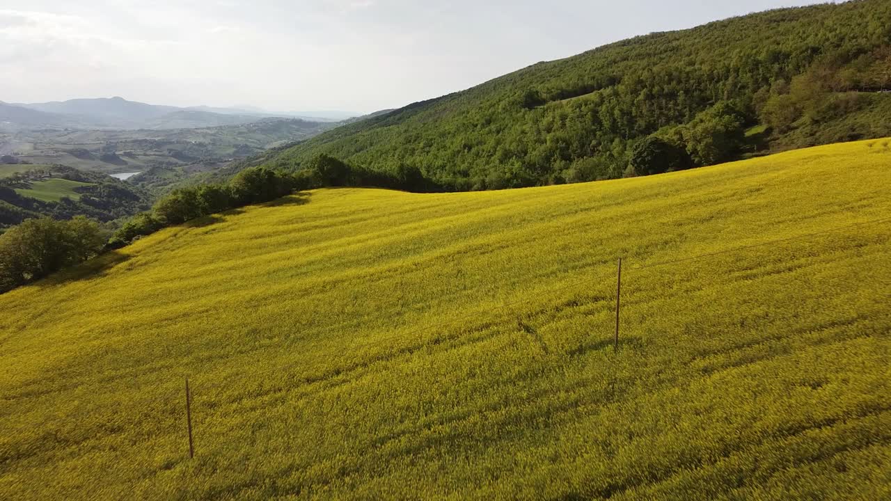 imágenes aéreas en alta definición de flores amarillas en un campo de colza y montañas al fondo