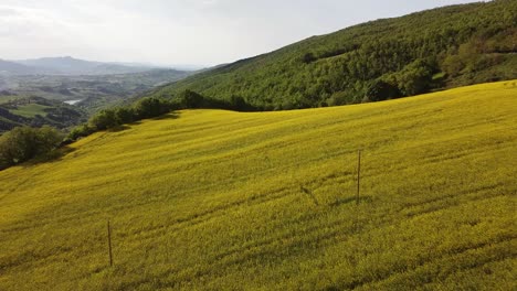 Full-HD-Luftaufnahmen-Von-Gelben-Blumen-In-Einem-Rapsfeld-Und-Bergen-Im-Hintergrund