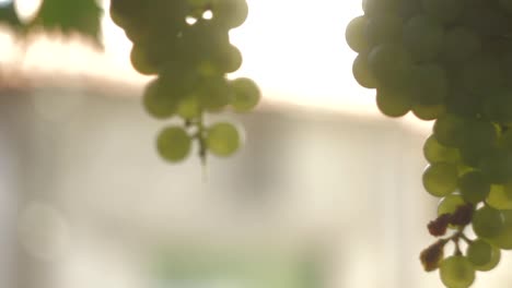 grapevine  in organic vegetable garden