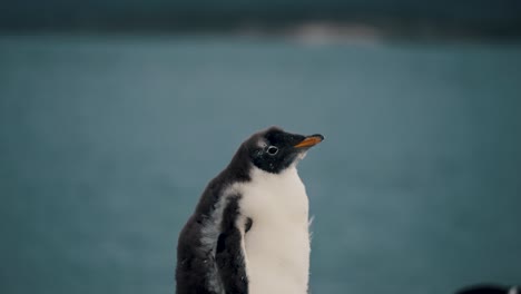 Gentoo-Penguin-Looking-Around-In-Isla-Martillo,-Tierra-del-Fuego,-Argentina---Close-Up