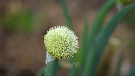 planta de cebolla que se va a sembrar en un jardín urbano