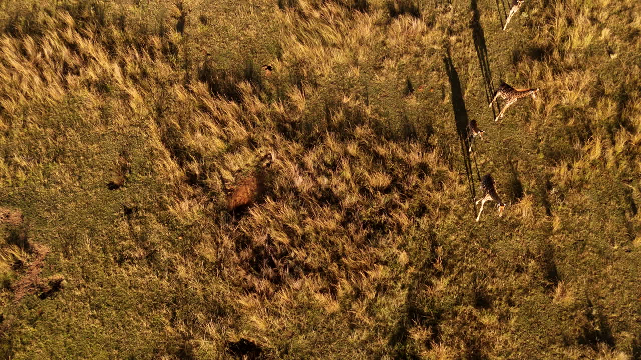 Journey of giraffes walk in savannah with long shadows at sunset. Top down drone