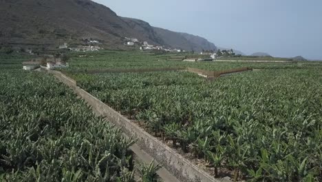 plantation of green trees in mountains