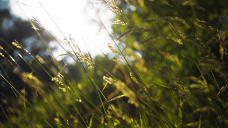 Scenery-of-a-wild-meadow-and-bright-sky,-filling-with-hope-and-tranquility