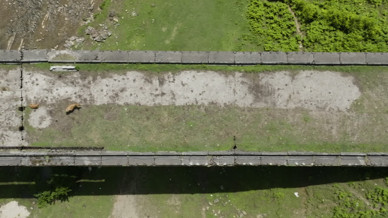 자연으로 둘러싸인 콘크리트 구조물에 누워있는 고요한 가축