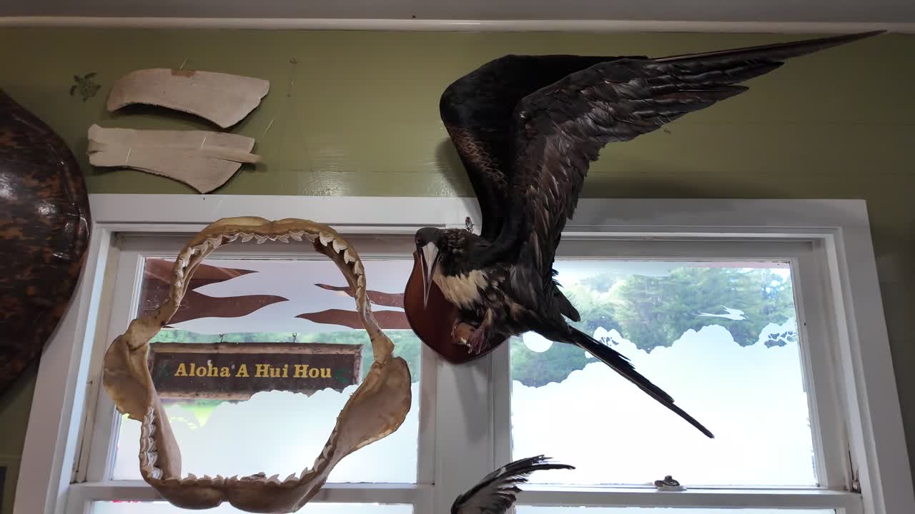 Ancient Hawaiian Birds - on display