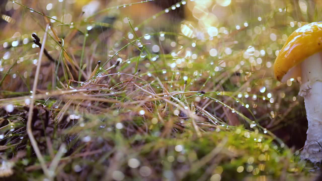 аманита мускария, муха-агаровый гриб в солнечном лесу под дождем.
