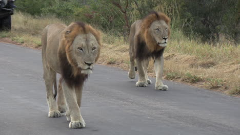 two male lions walk down a road together in front of a safari vehicle