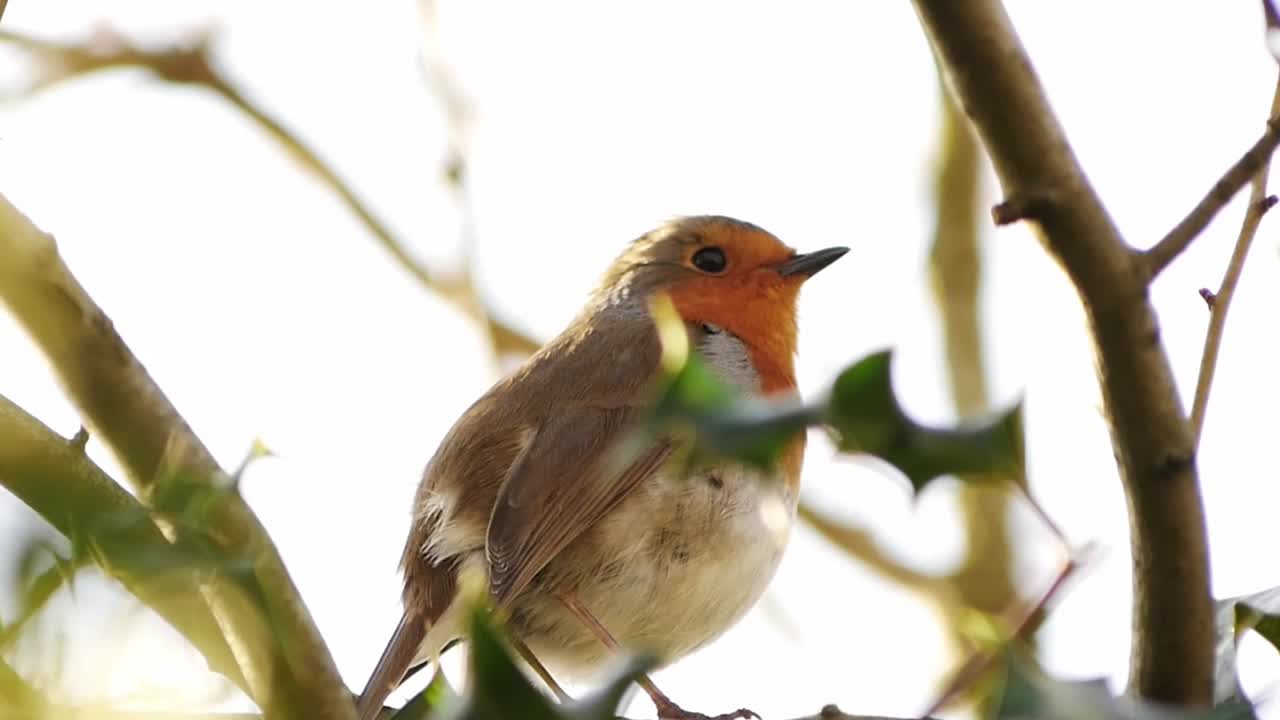 A steady shot of a red robin