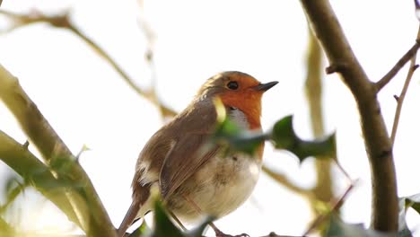 a steady shot of a red robin