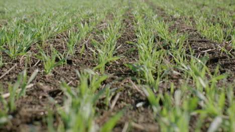 young grains growing on field