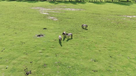 wild horses and auroxen cows in field in national park in latvia of the lake pape