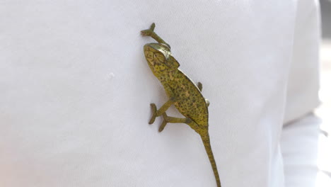 a green chameleon crawling on a man's white sweater, close up