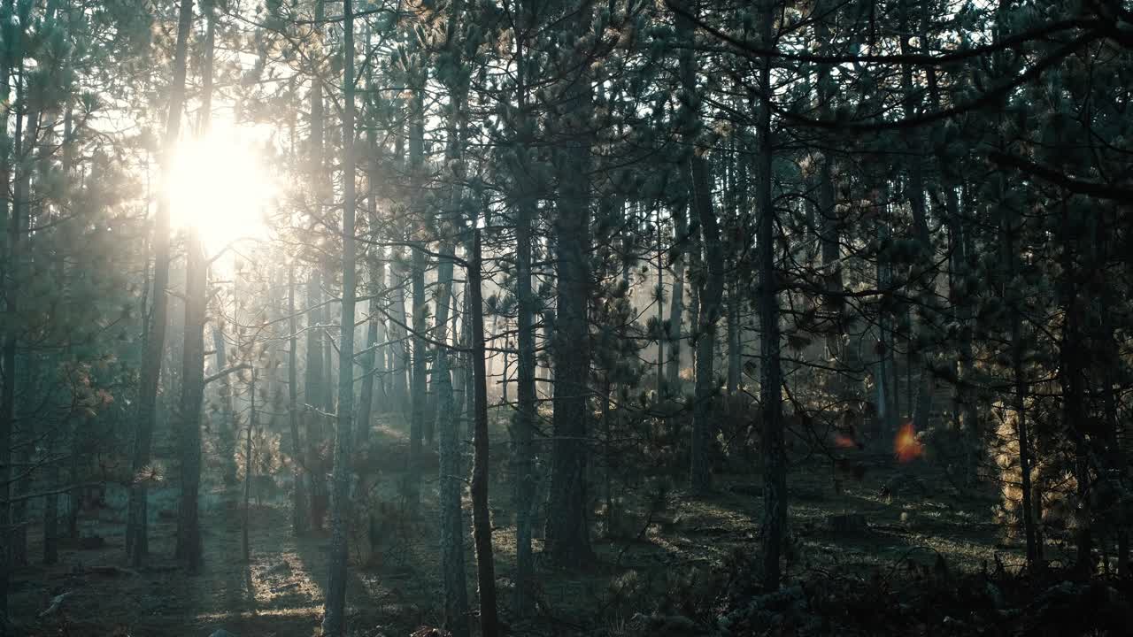 rayos de luz brillan a través de las ramas y