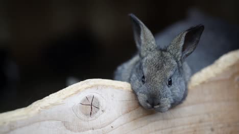 cute little gray baby bunny leaning through wooden fence and sniffing with its tiny nose, rack focus