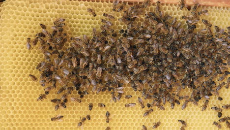 honeycomb, a hexagonal structure that bees build with honey, macro shot