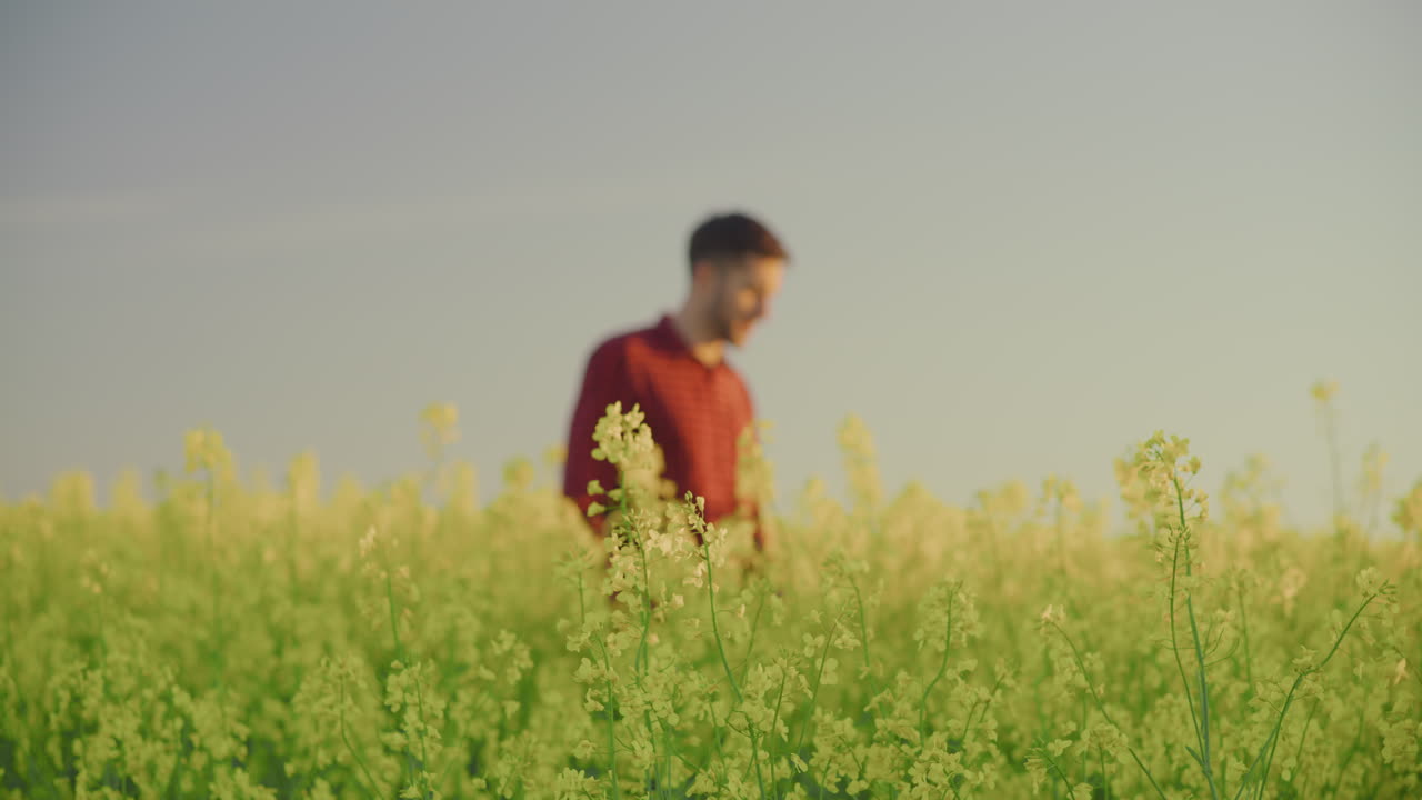 Farmer Walking Through Rapeseed Field With Blue Sky