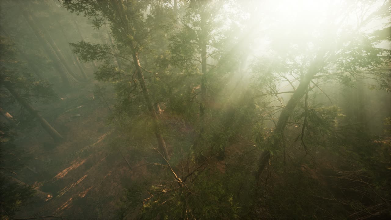 Drone breaking through the fog to show redwood and pine tree