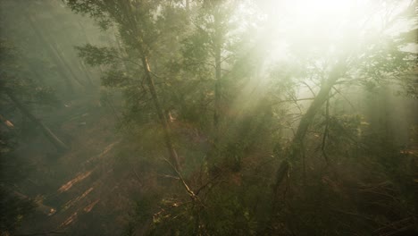 drone rompiendo a través de la niebla para mostrar la secuoya y el pino