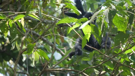 toma en cámara lenta del bebé salvaje siamang trepando árboles en la jungla en sumatra, indonesia