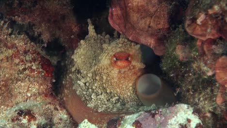 primer plano de un pulpo de arrecife que muestra su ojo filmado en un arrecife de coral