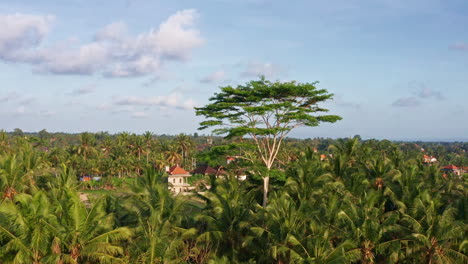 Impresionante-Toma-Aérea-Girando-Alrededor-De-Un-árbol-En-Medio-De-La-Jungla-En-Ubud,-Bali