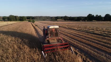 Drone-Vuela-Alrededor-De-La-Máquina-De-Cosecha-Tractor-Rojo-Trabajando-En-La-Granja-De-Campo-Weat-Durante-Las-Horas-Doradas-Del-Atardecer