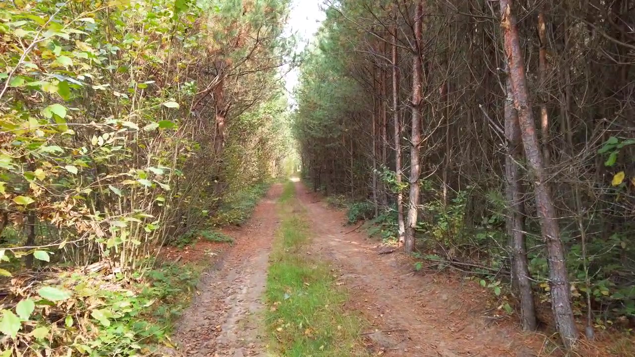 La strada nella pineta autunnale