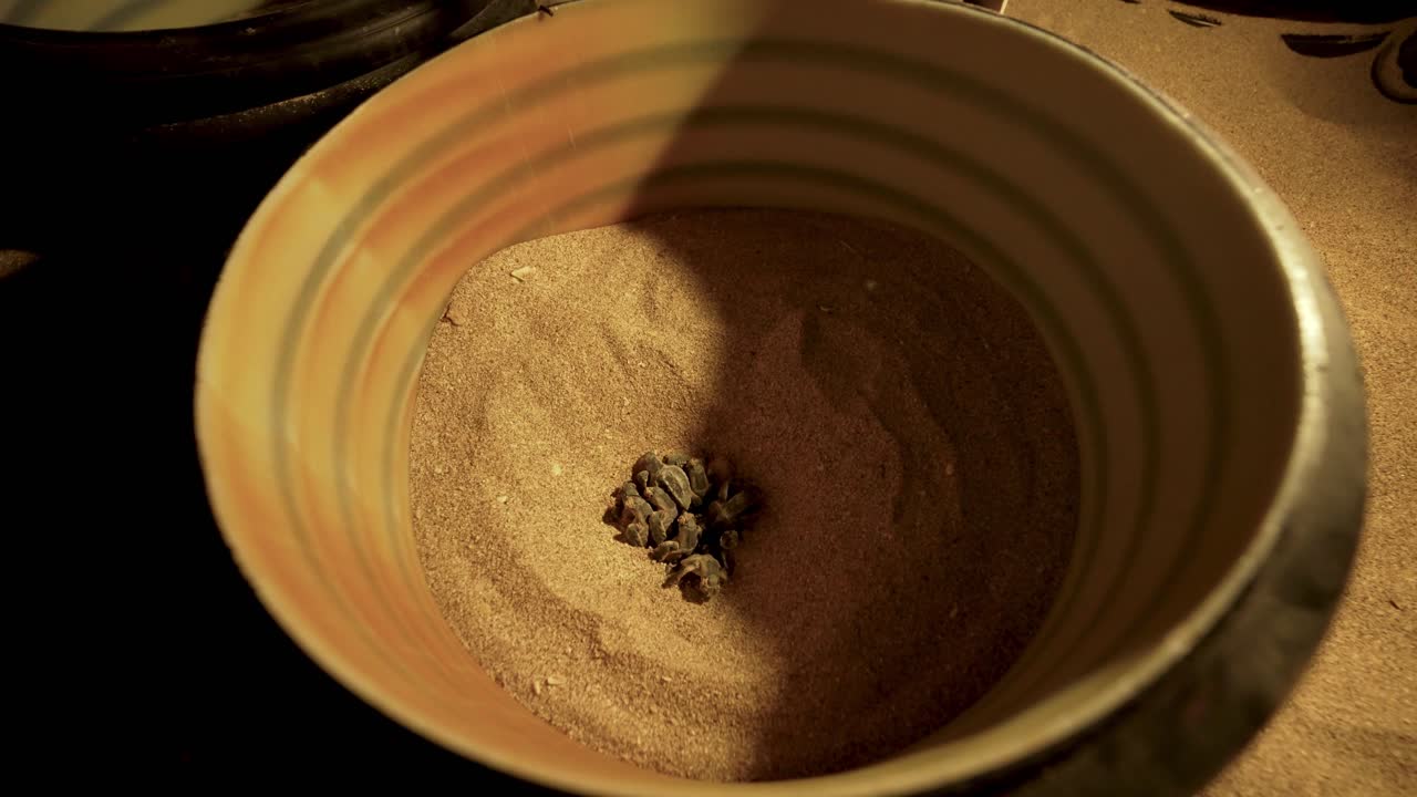 한 무리의 호크스빌 거북이, 새끼 동물, 새로 태어난 해양 종, 모래 해변, 페르시아 만 자연, 야생 동물, 새끼 새끼, 크롤, 바다의 파도, 생존, 새벽, 해가 뜨는 아름다운 자연.