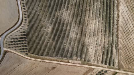 Aerial-top-view-of-vineyard-rows,-in-the-hills-of-Tuscany,-in-the-italian-countryside,-on-a-sunny-day