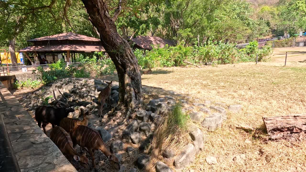 nyala pastando bajo un árbol en chonburi