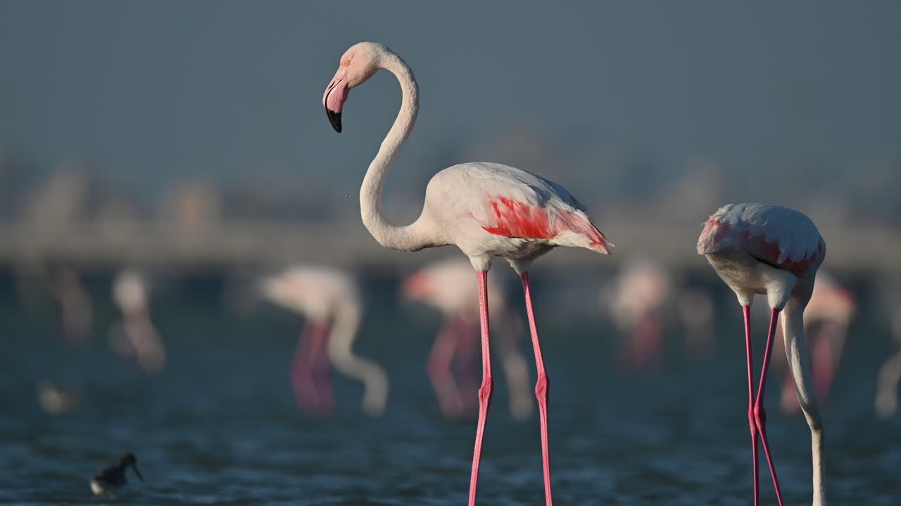 Greater Flamingos in Shallow Water