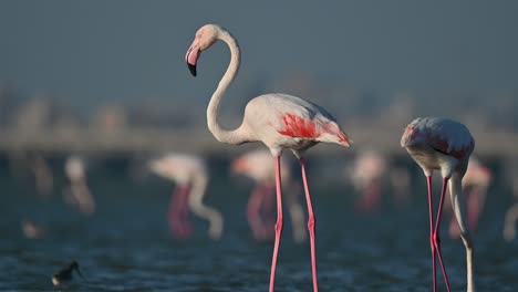 greater flamingos in shallow water