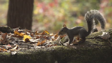 closeup of fuzzy squirrel searching leaf litter for food